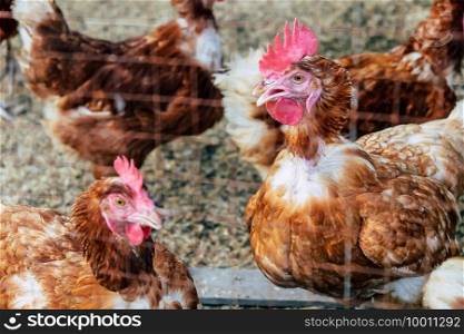 Image of Chickens on traditional free range poultry farm in thailand