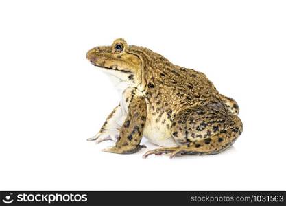 Image of Chinese edible frog, East Asian bullfrog, Taiwanese frog (Hoplobatrachus rugulosus) isolated on a white background. Amphibian. Animal.