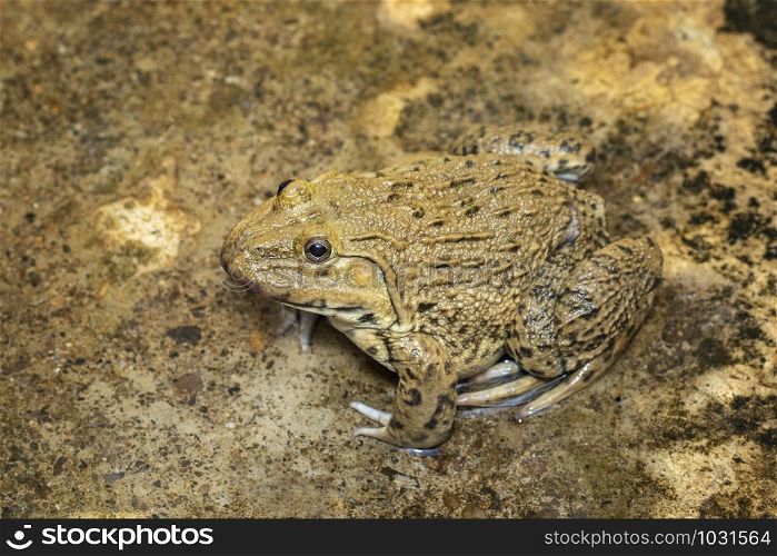 Image of Chinese edible frog, East Asian bullfrog, Taiwanese frog (Hoplobatrachus rugulosus) on the floor. Amphibian. Animal.