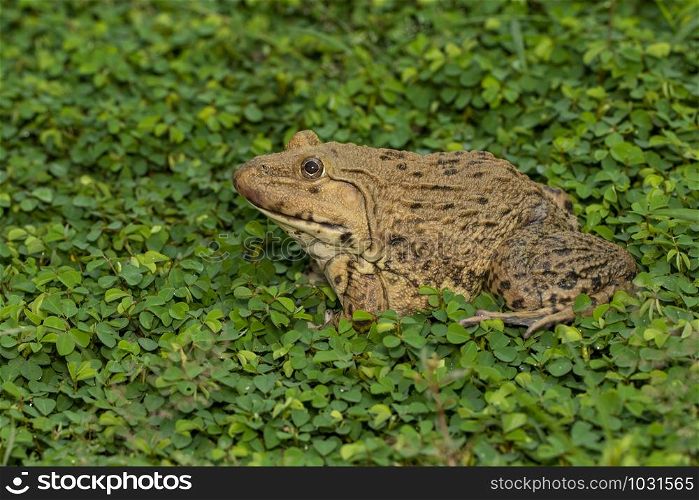 Image of Chinese edible frog, East Asian bullfrog, Taiwanese frog (Hoplobatrachus rugulosus) on the grass. Amphibian. Animal.