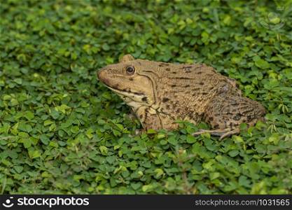 Image of Chinese edible frog, East Asian bullfrog, Taiwanese frog (Hoplobatrachus rugulosus) on the grass. Amphibian. Animal.