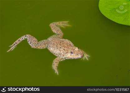 Image of Chinese edible frog, East Asian bullfrog, Taiwanese frog (Hoplobatrachus rugulosus) on the water. Amphibian. Animal.