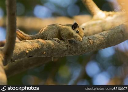 Image of Chipmunk small striped rodent. Wild Animals.