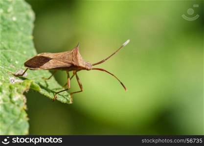 Image of Cletus trigonus (Hemiptera) on a green leaf on nature background. Insect Animal