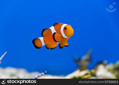 Image of clown fish in aquarium water