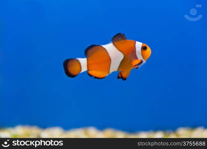 Image of clown fish in aquarium water