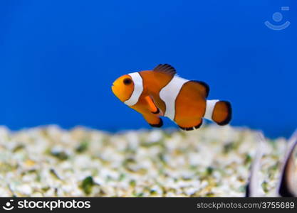 Image of clown fish in aquarium water