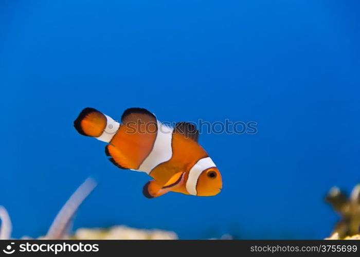 Image of clown fish in aquarium water