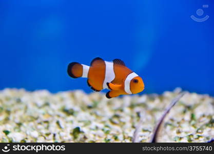 Image of clown fish in aquarium water