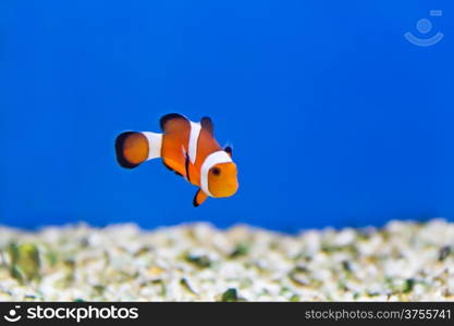 Image of clown fish in aquarium water