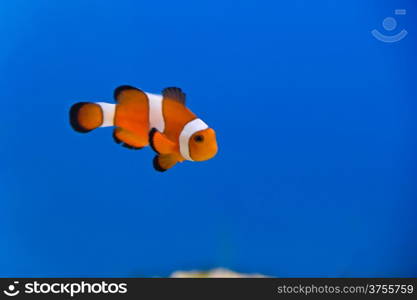 Image of clown fish in aquarium water