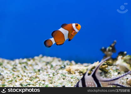 Image of clown fish in aquarium water