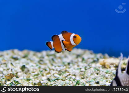 Image of clown fish in aquarium water