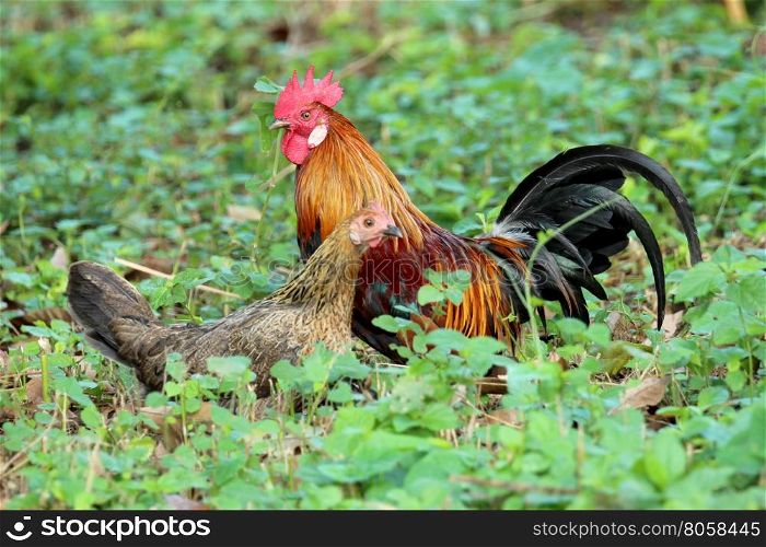 Image of cock and hen in green field.