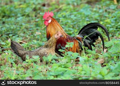 Image of cock and hen in green field.