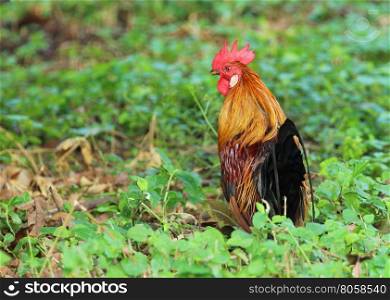 Image of cock in green field.