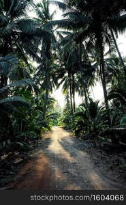 Image of Coconut Farm at Samut Sakhon Province. Thailand.