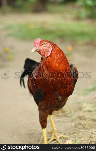 Image of colorful rooster on nature background