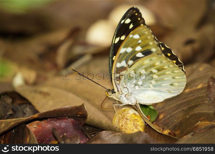 Image of Common Archduke Butterfly(female) (Lexias pardalis dirteana) on nature background. Insect Animal.