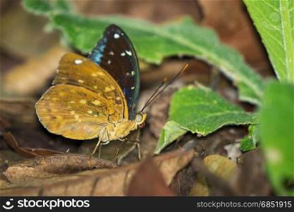 Image of Common Archduke Butterfly(male) (Lexias pardalis dirteana) on nature background. Insect Animal.