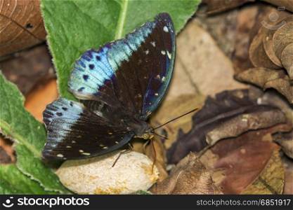 Image of Common Archduke Butterfly(male) (Lexias pardalis dirteana) on nature background. Insect Animal.