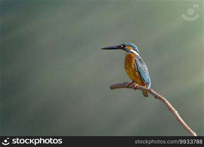 Image of common kingfisher on nature background. Animal. Birds.