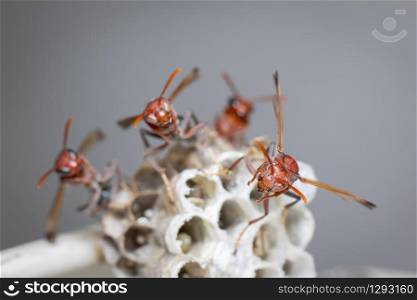 Image of Common Paper Wasp / Ropalidia fasciata and wasp nest on nature background. Insect. Animal
