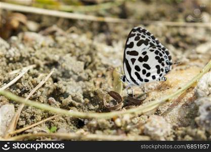 Image of common pierrot butterfly on the ground. Insect Animal (Castalius rosimon rosimon Fabricius, 1775)