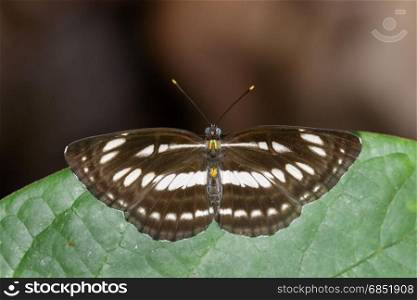 Image of common plain sailor butterfly on green leaves. Insect Animal. (Neptis hylas Linnaeus, 1758)
