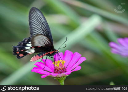 Image of Common Rose Butterfly on nature background. Insect Animal (Pachliopta aristolochiae goniopeltis Rothschild, 1908)