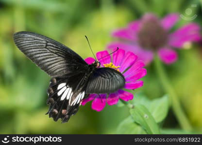 Image of Common Rose Butterfly on nature background. Insect Animal (Pachliopta aristolochiae goniopeltis Rothschild, 1908)