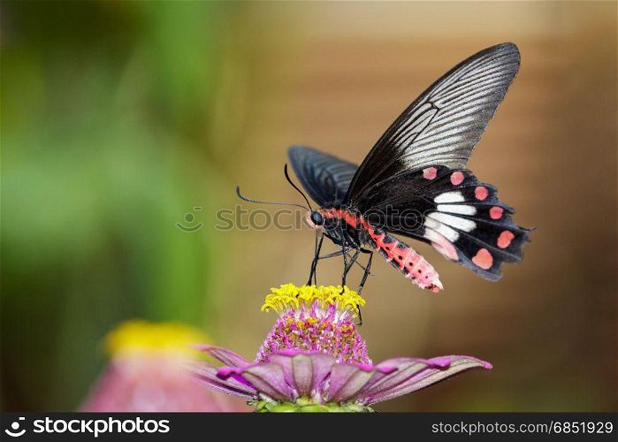 Image of Common Rose Butterfly on nature background. Insect Animal (Pachliopta aristolochiae goniopeltis Rothschild, 1908)