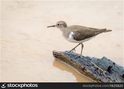 Image of Common Sandpiper bird (Actitis hypoleucos) looking for food in the swamp on nature background. Bird. Animals.