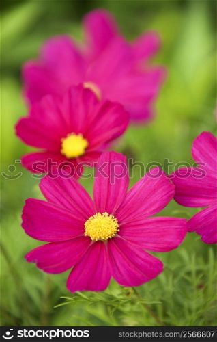 Image of cosmos flower.