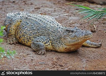 Image of crocodile on sand background. Reptile Animal
