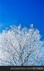 image of crone snowed tree with copyspace