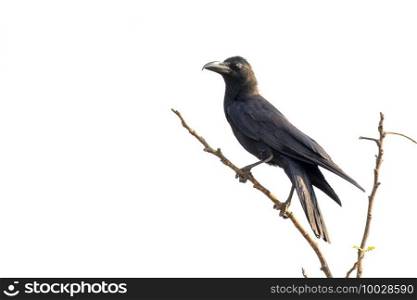 Image of crows on a branch isolated on white background. Birds. Wild Animals.
