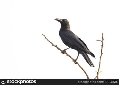 Image of crows on a branch isolated on white background. Birds. Wild Animals.