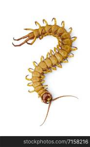 Image of dead centipedes or chilopoda isolated on white background. Animal. poisonous animals.