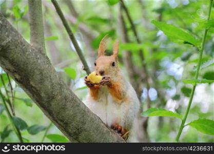 Image of eating squirrel on tree in park