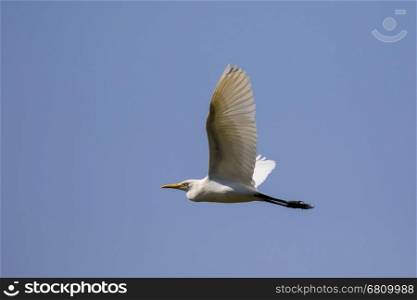 Image of egret flying in the sky. Heron. Wild Animals.