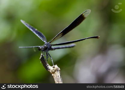 Image of Euphaea Masoni Dragonfly on dry branches on nature background. Insect Animal