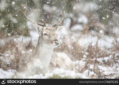 Image of fallow deer in forest landscape in Winter with snow on ground in heavy snow storm