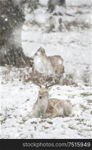 Image of fallow deer in forest landscape in Winter with snow on ground in heavy snow storm