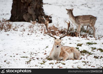 Image of fallow deer in forest landscape in Winter with snow on ground