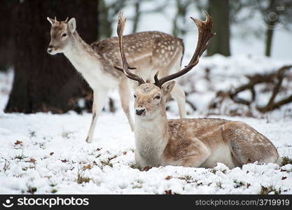 Image of fallow deer in forest landscape in Winter with snow on ground