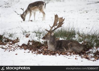 Image of fallow deer in forest landscape in Winter with snow on ground