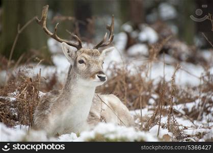 Image of fallow deer in forest landscape in Winter with snow on ground
