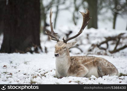 Image of fallow deer in forest landscape in Winter with snow on ground