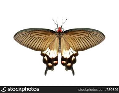 Image of female great mormon butterfly (Papilio polytes) isolated on white background. Insect. Animals.
